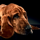 Image for article titled America's Pets Are Lapping Up Prozac. Do You Think They Have Issues With That?